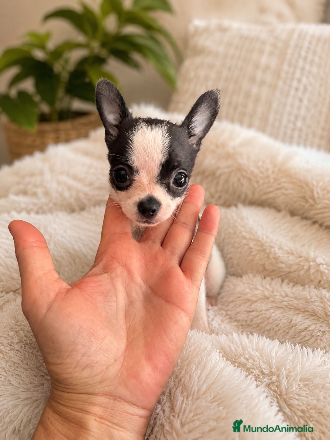 Chihuahua perros Chihuahua toy🐾❤️ - Anuncio 30