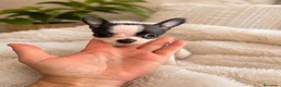 Chihuahua perros en venta: Chihuahua toy🐾❤️ - Anuncio 2