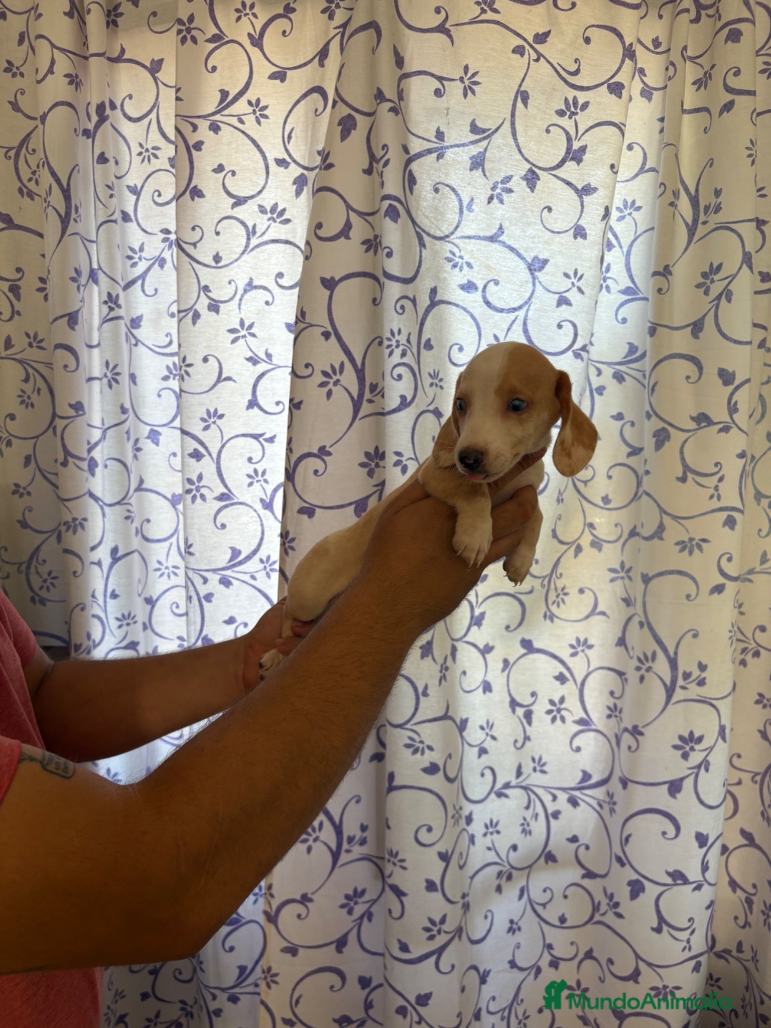Teckel perros Teckels Kaninchen  - Anuncio 1
