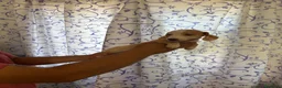 Teckel perros en venta: Teckels Kaninchen  - Anuncio 1