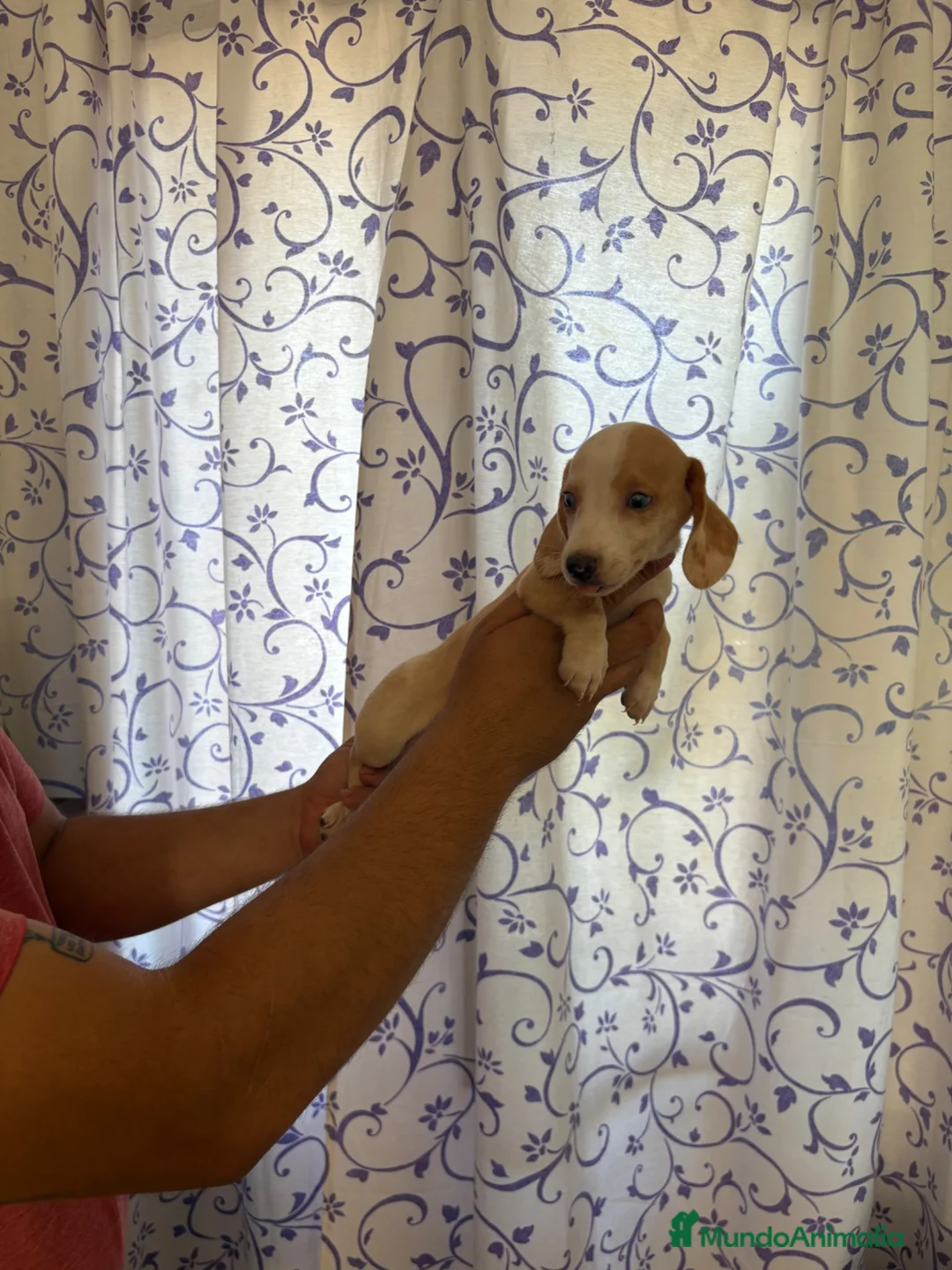 Teckel perros en venta: Teckels Kaninchen  - Anuncio 1