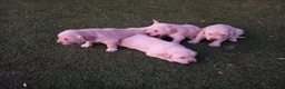 Golden Retriever perros en venta: Golden retriever  - Anuncio 2