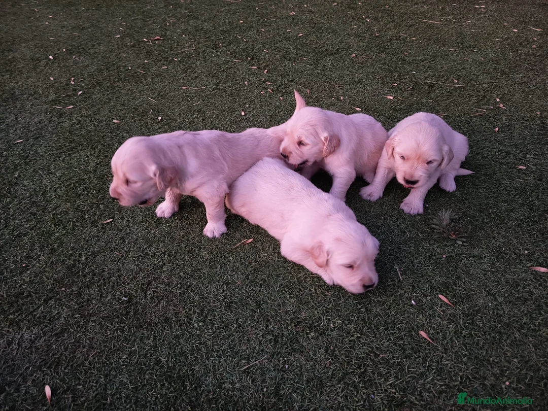 Golden Retriever perros en venta: Golden retriever  - Anuncio 2