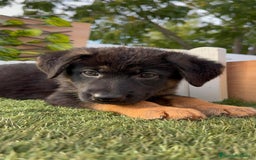 Pastor Alemán perros en venta: PASTOR ALEMAN HEMBRA - Imagen 8