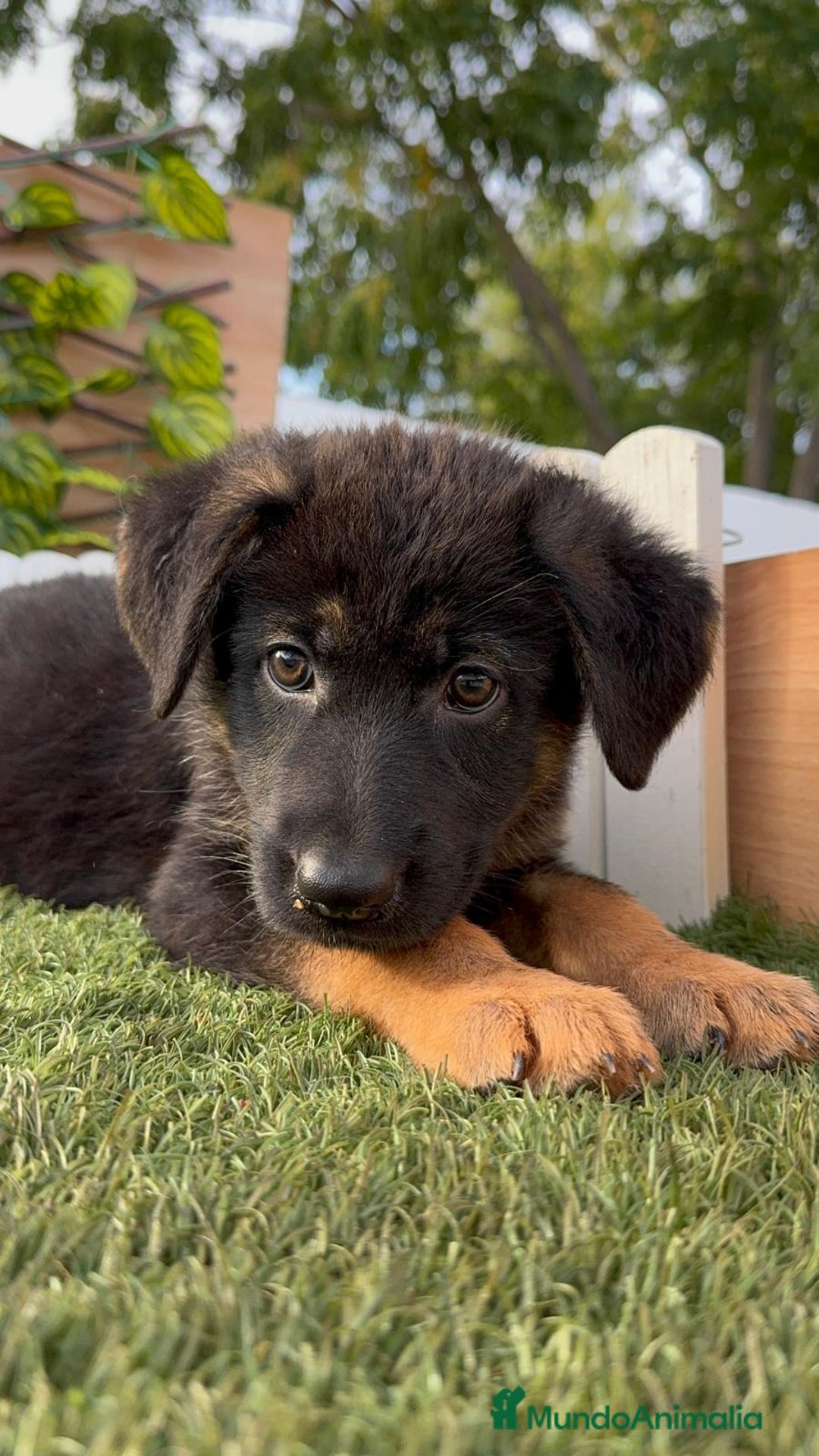 Pastor Alemán perros en venta: PASTOR ALEMAN HEMBRA - Imagen 8