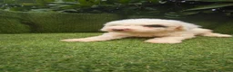 Perro de Agua Español perros en venta: preciosa camada perros agua  chocolates y blancos  - Anuncio 29