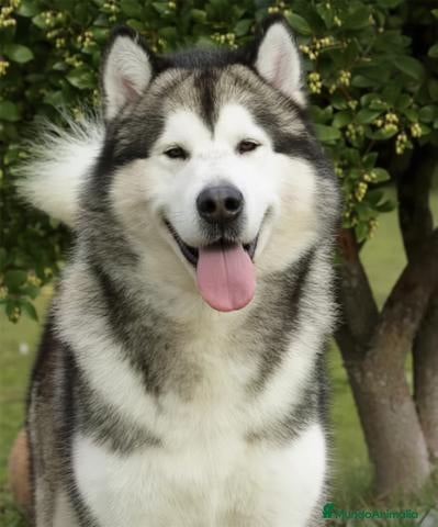Alaskan Malamute perros Cachorros Alaskan Malamute - Anuncio 2