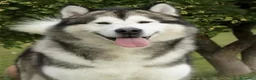 Alaskan Malamute perros en venta: Cachorros Alaskan Malamute en Segovia - Anuncio 2