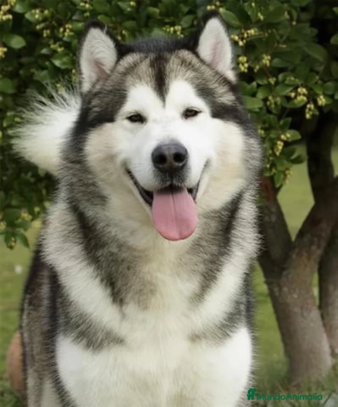Alaskan Malamute perros en venta: Cachorros Alaskan Malamute en Segovia - Anuncio 2