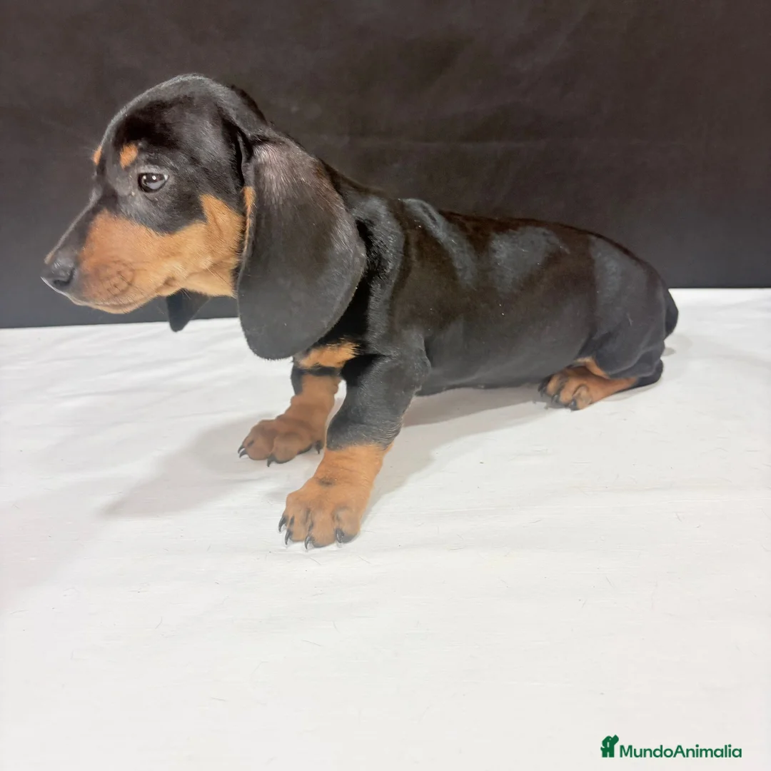 Teckel Miniatura perros en venta: Teckel Miniatura  - Anuncio 15