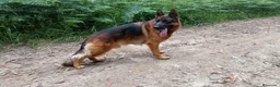 Pastor Alemán perros en venta: Cachorros pastor aleman belleza - Anuncio 4