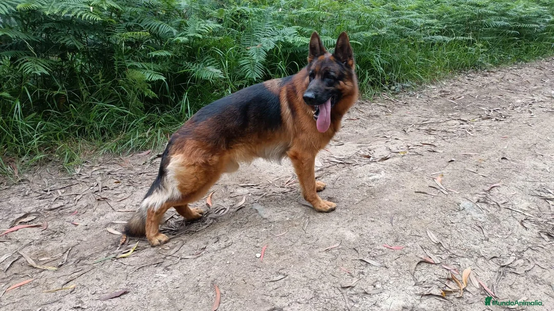 Pastor Alemán perros en venta: Cachorros pastor aleman belleza - Anuncio 4
