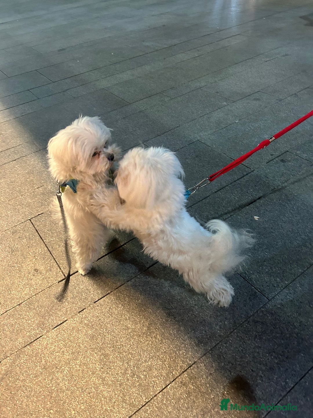 Bichón Maltés perros para monta: Bichon Maltés disponible para monta 🐶 - Anuncio 5