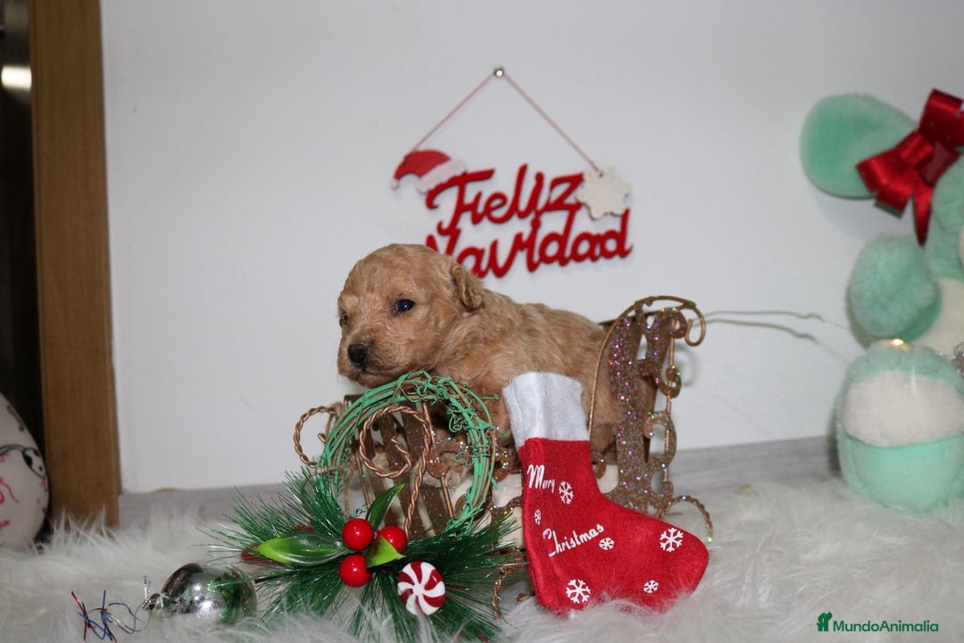 Caniche Toy perros en venta: Caniche toy - Anuncio 8