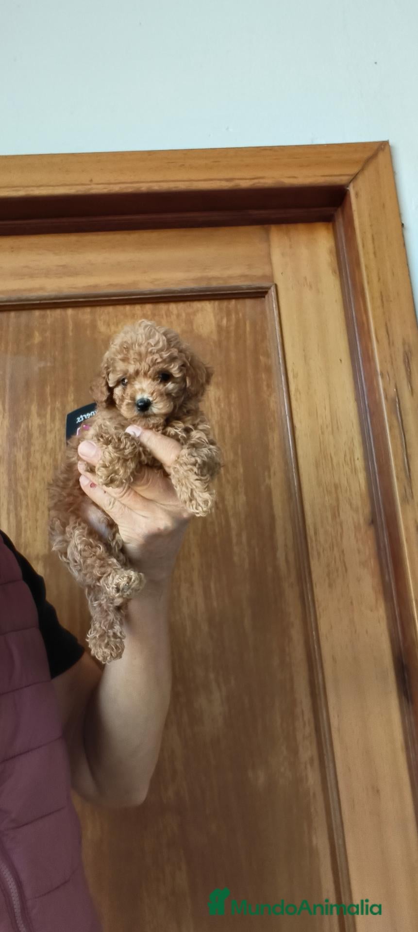 Raza Mixta perros en venta: Caniche  - Anuncio 2