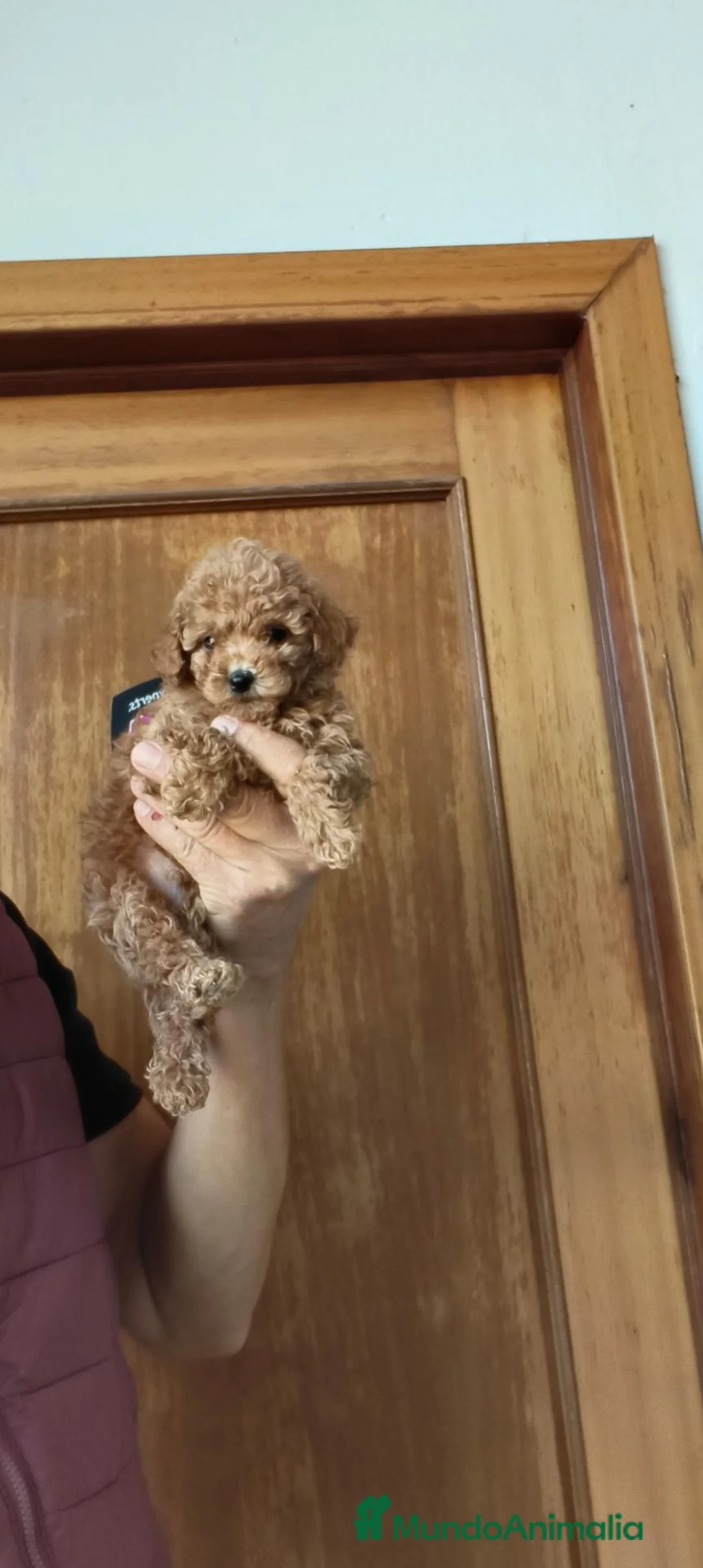 Raza Mixta perros en venta: Caniche  - Anuncio 2