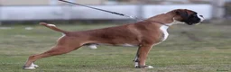 Boxer perros en venta: Boxer Disponibles  - Anuncio 2