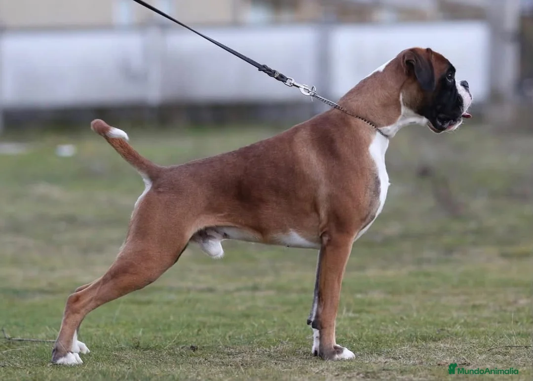Boxer perros en venta: Boxer Disponibles  - Anuncio 2