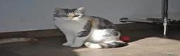 Scottish Straight gatos en venta: Gatos Scottish Straight-Fold  - Anuncio 16