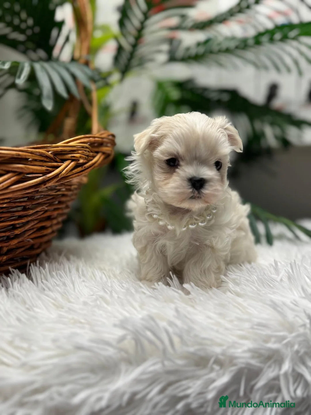 Bichón Maltés perros en venta: BICHON MALTES COREANO - Anuncio 10