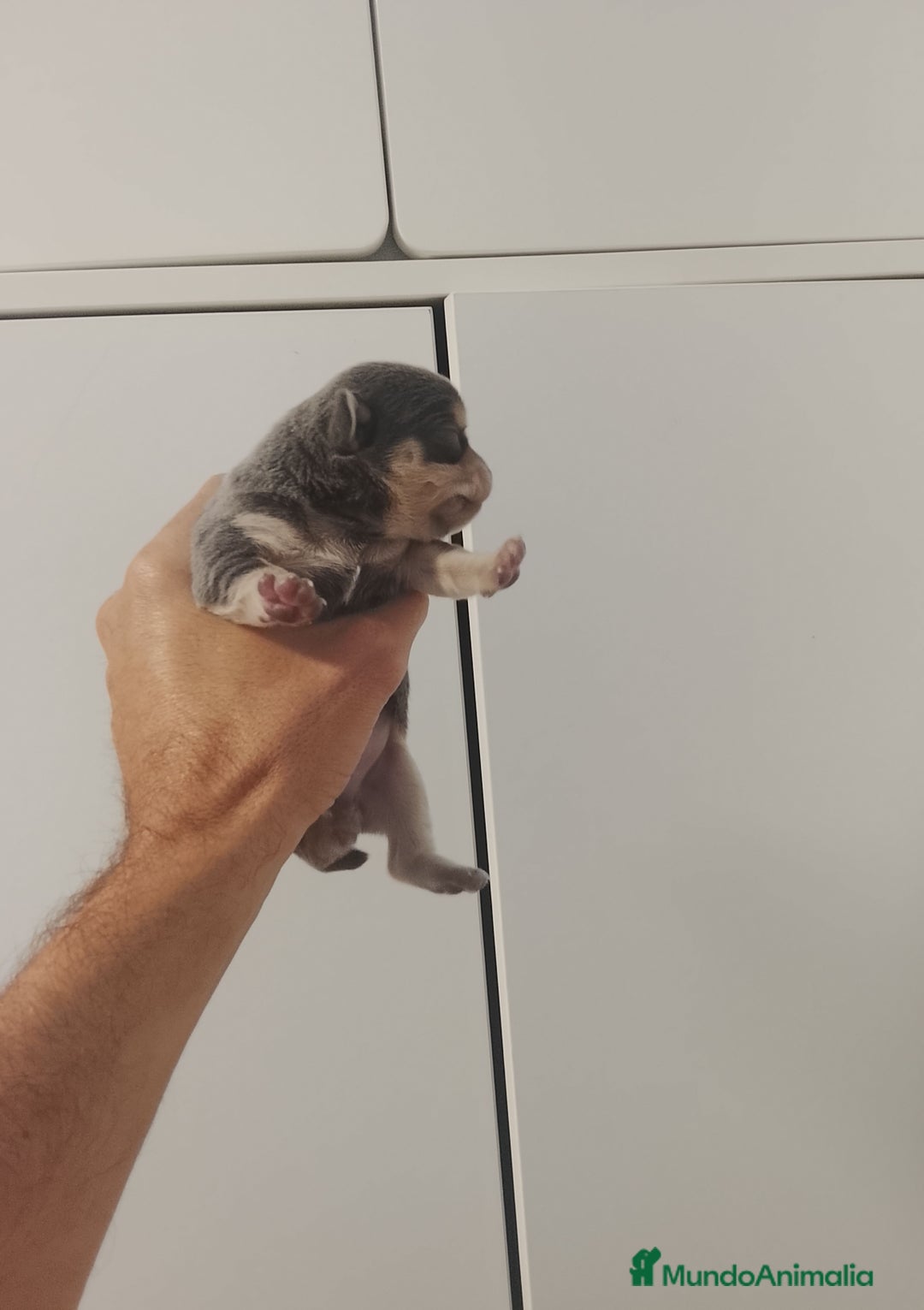 Chihuahua perros en venta: Camada de chihuahuas cabeza manzana - Anuncio 3