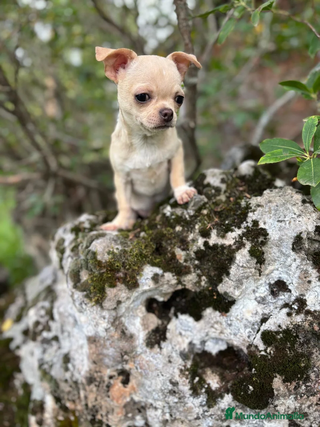Chihuahua perros en venta: Chihuahua Toy Macho disponible!! - Anuncio 2
