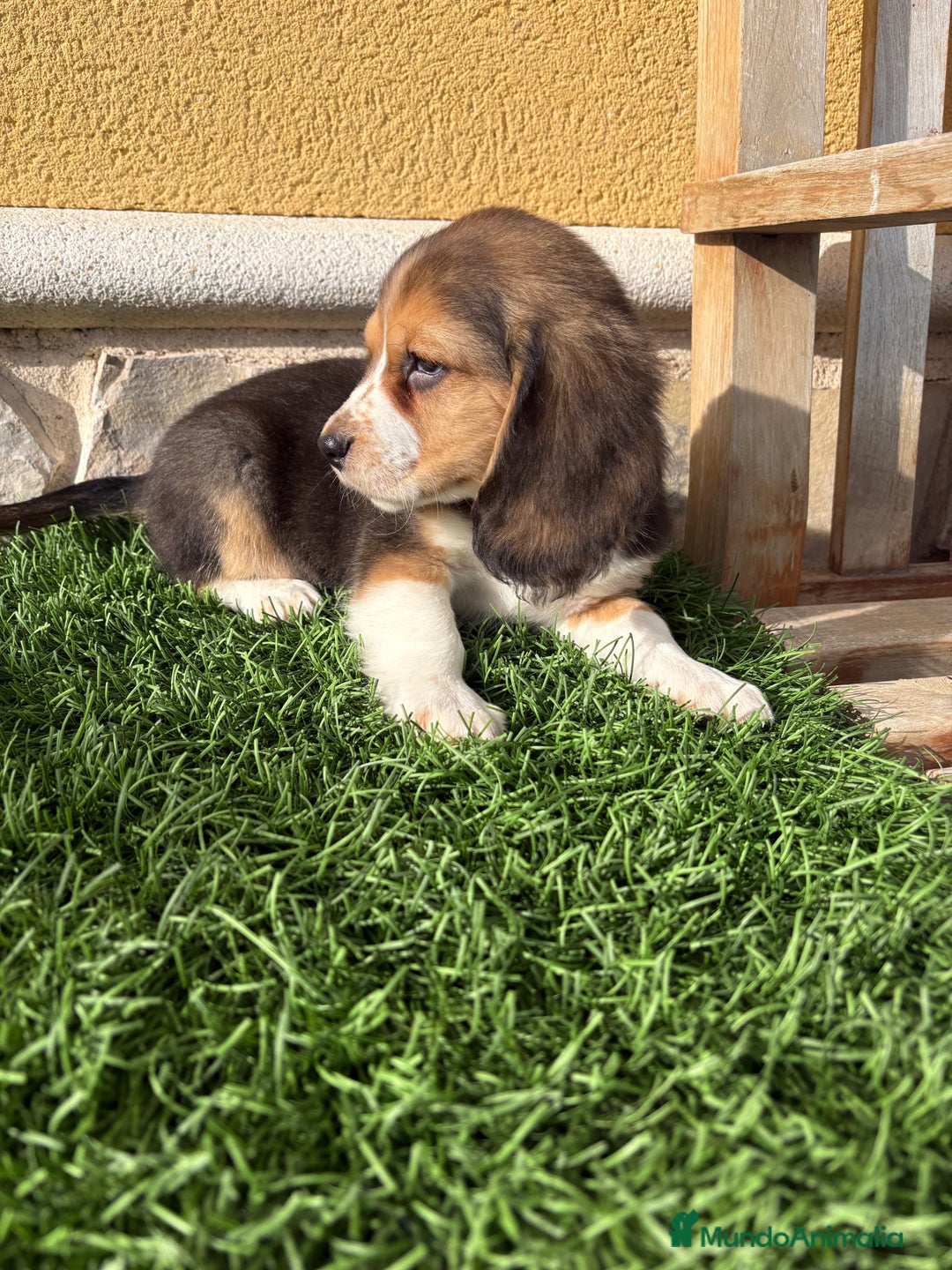 Beagle perros en venta: Espectacular cachorro de Beagle - Anuncio 4