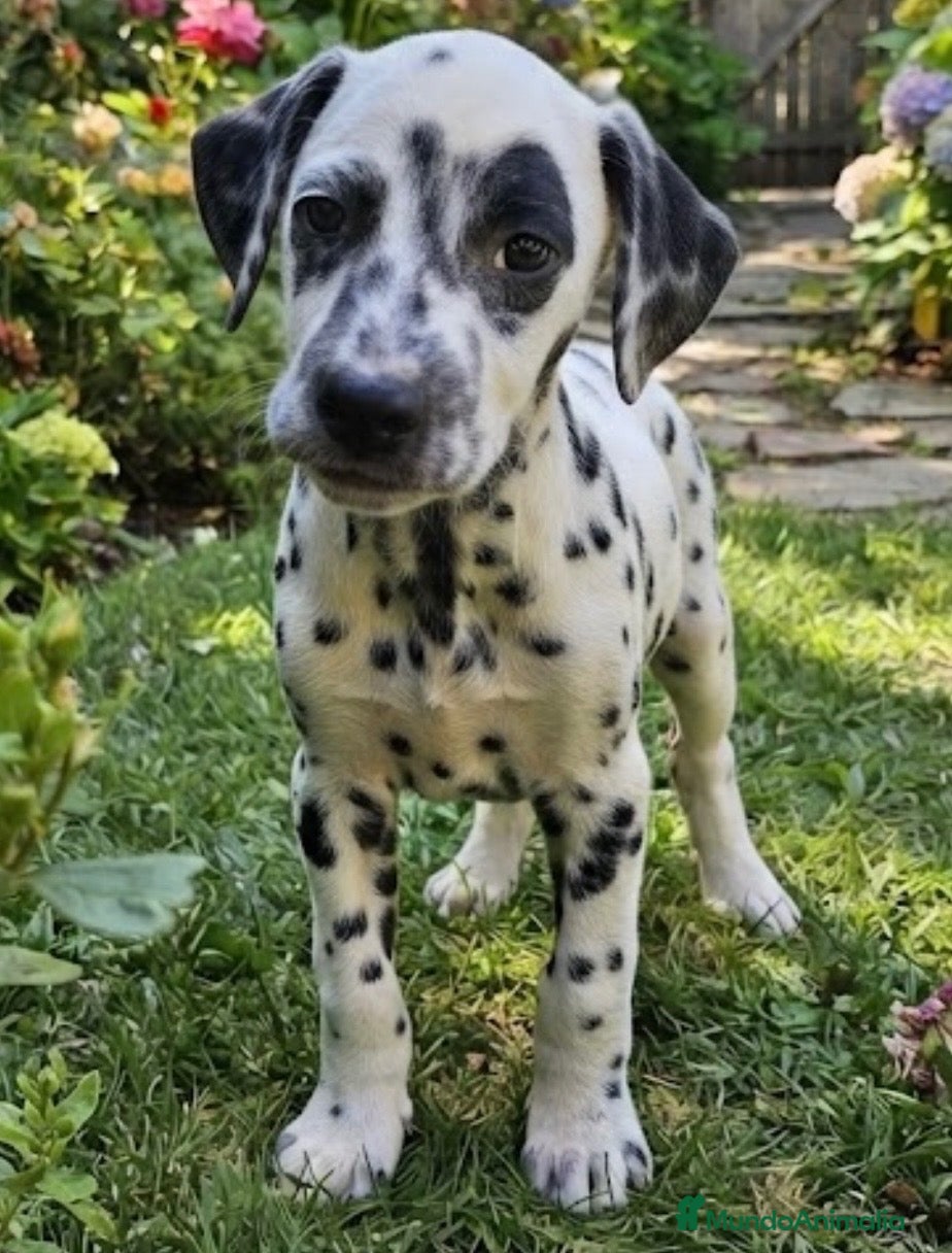 Dálmata perros en venta: Dálmata  - Anuncio 1
