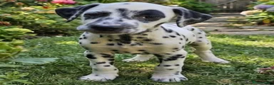 Dálmata 1