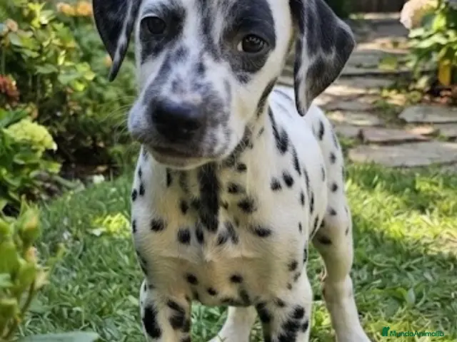 Dálmata perros en venta: Dálmata - Anuncio 7