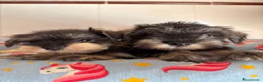 Schnauzer Miniatura 1