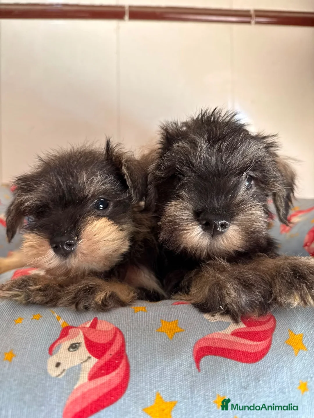 Schnauzer Miniatura perros en venta: Cachorras schnauzer miniatura sal y pimienta - Anuncio 2