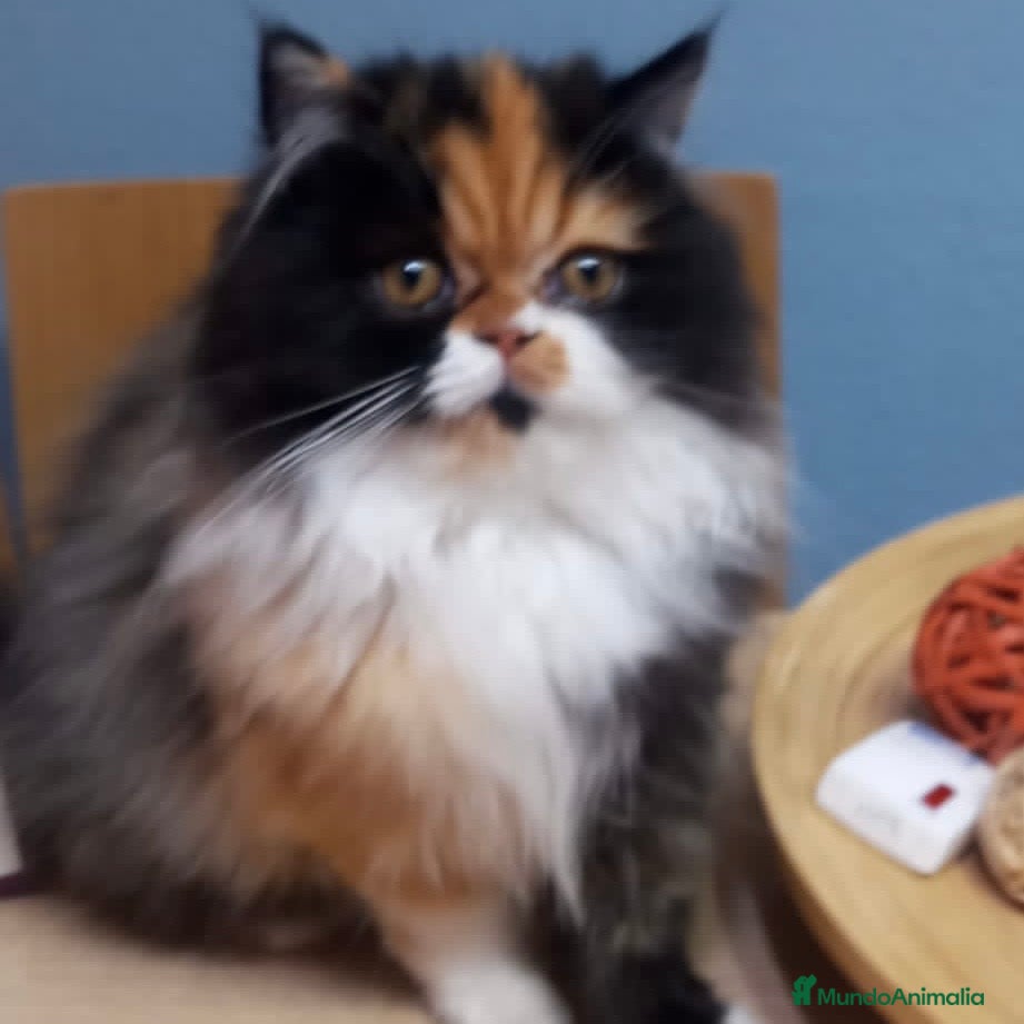 Persa gatos Persa Tricolor  - Anuncio 6