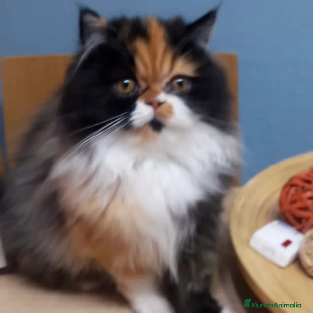 Persa gatos en venta: Persa Tricolor  - Anuncio 1