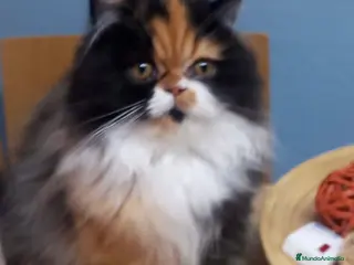 Persa gatos Persa Tricolor - Anuncio 6