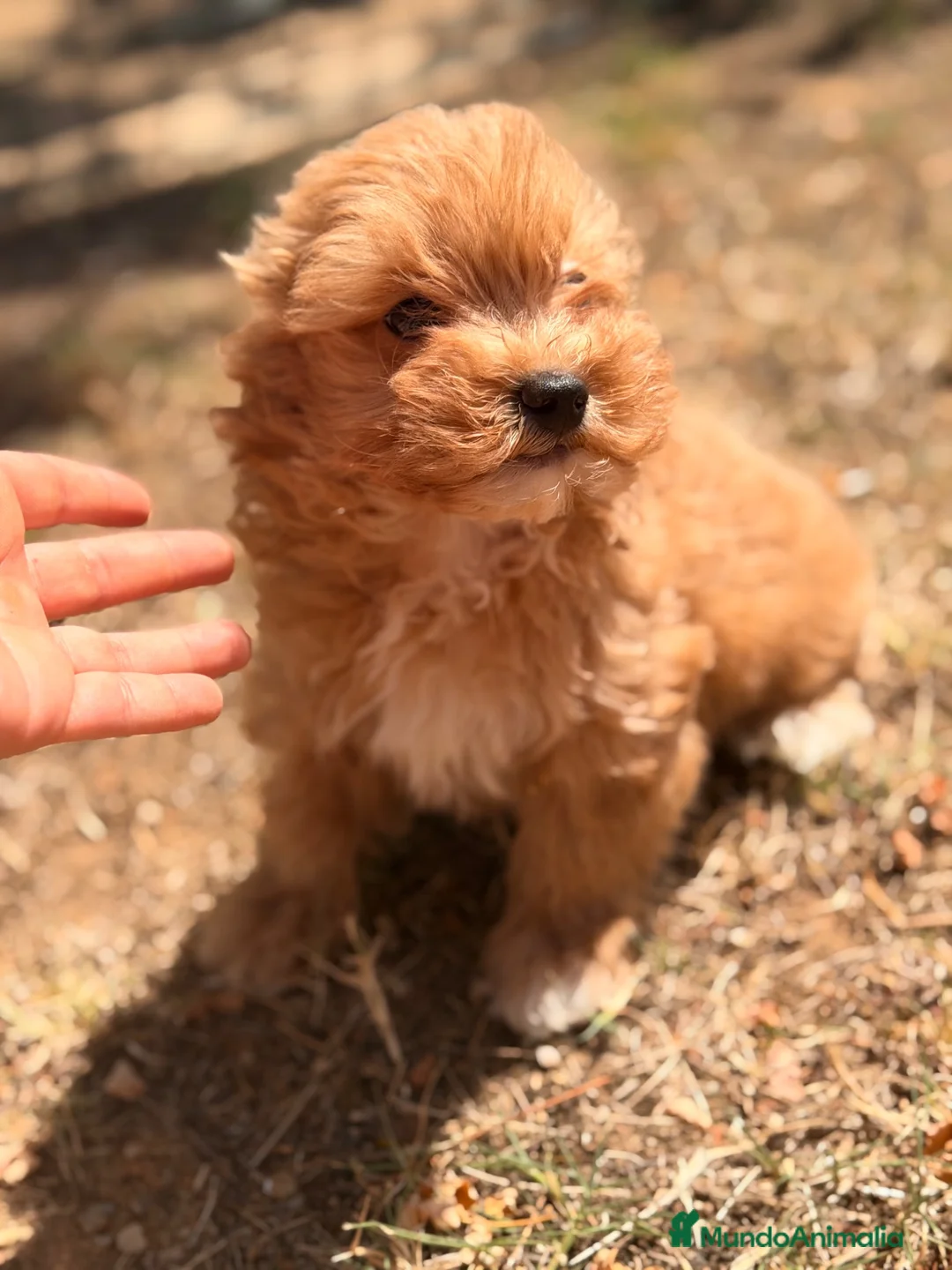 Maltipoo perros en venta: MALTIPOO TOY DISPONIBLES - Anuncio 1