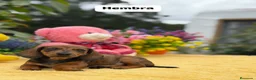 Teckel Miniatura perros en venta: Teckel miniatura  - Anuncio 2