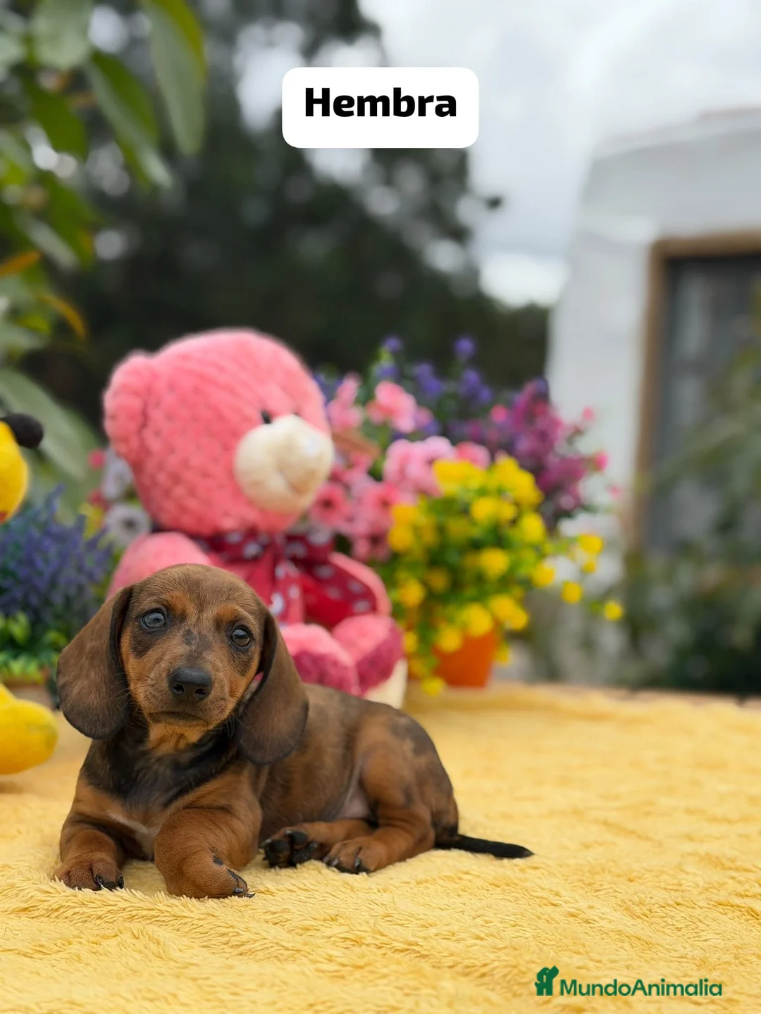 Teckel Miniatura perros en venta: Teckel miniatura  - Anuncio 2