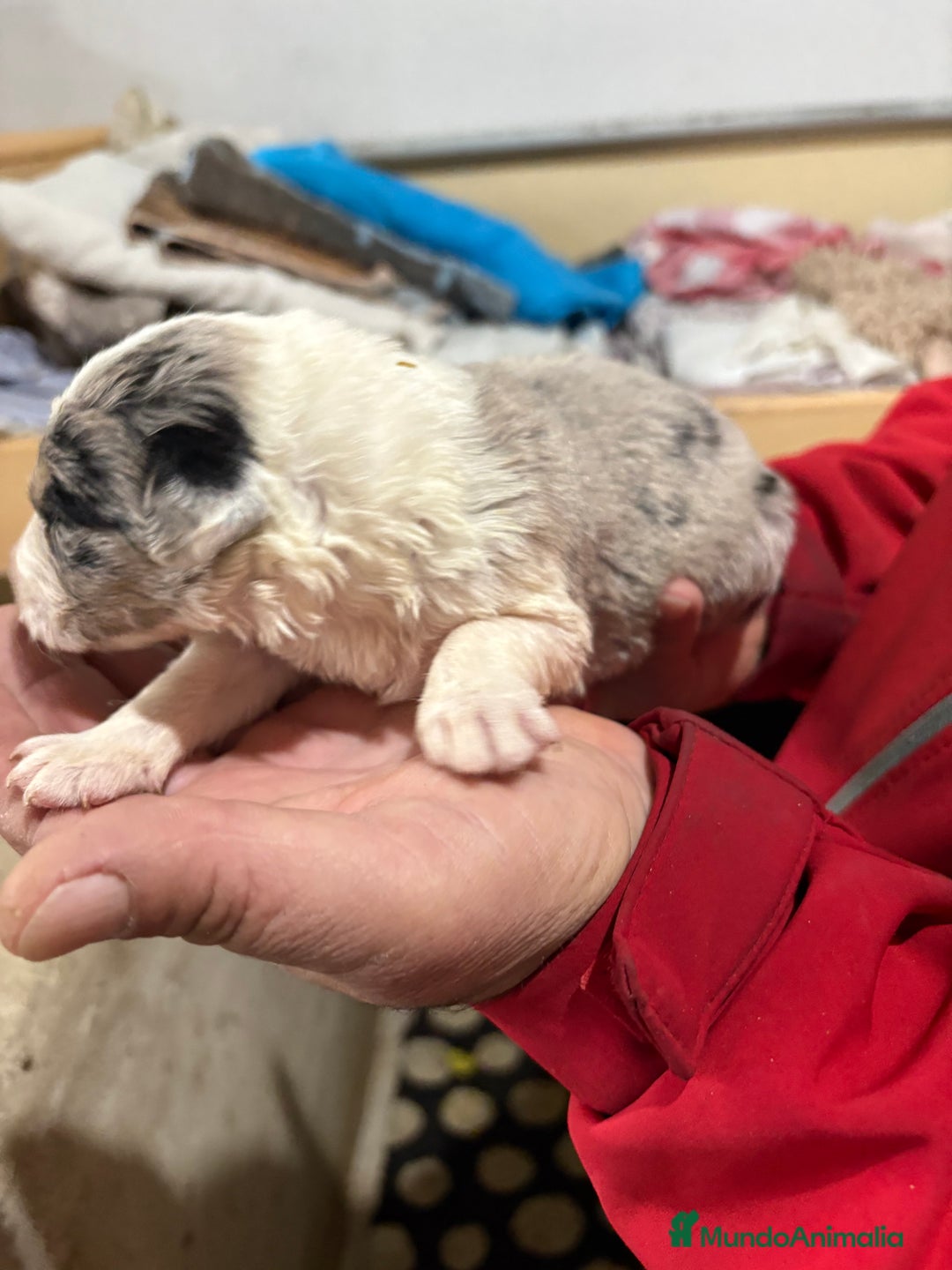 Border Collie perros en venta: Cachorros border collie machos y hembras varios  - Anuncio 28