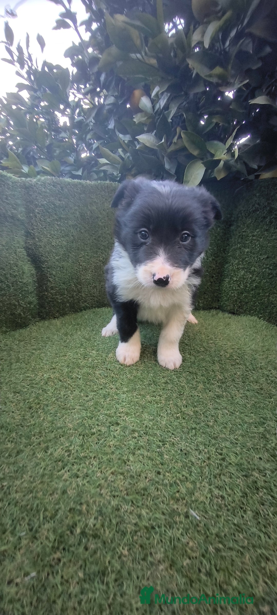 Border Collie perros en venta: border collie blue merle y blancos y negros  - Anuncio 13