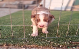Border Collie perros en venta: BORDER COLLIE - Imagen 7