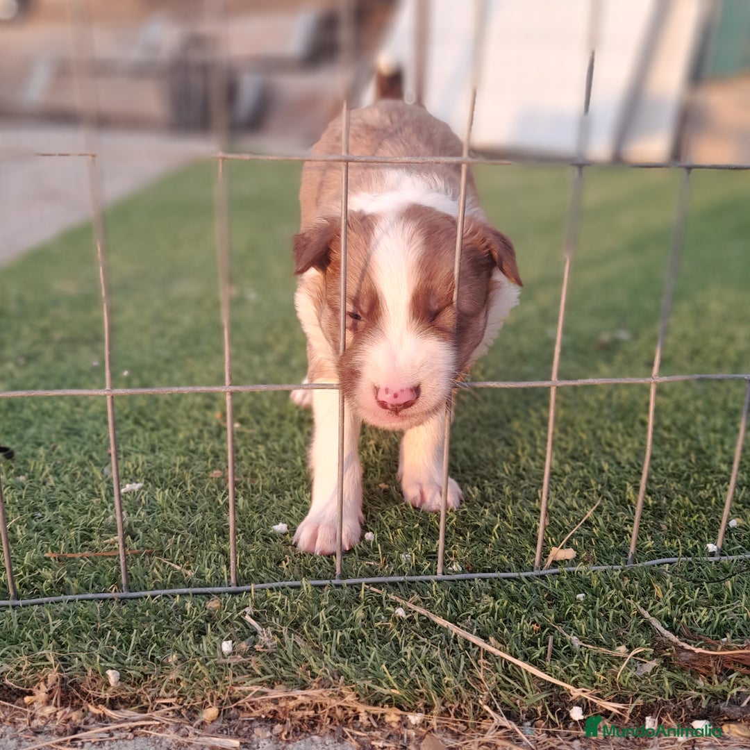 Border Collie perros en venta: BORDER COLLIE - Imagen 7