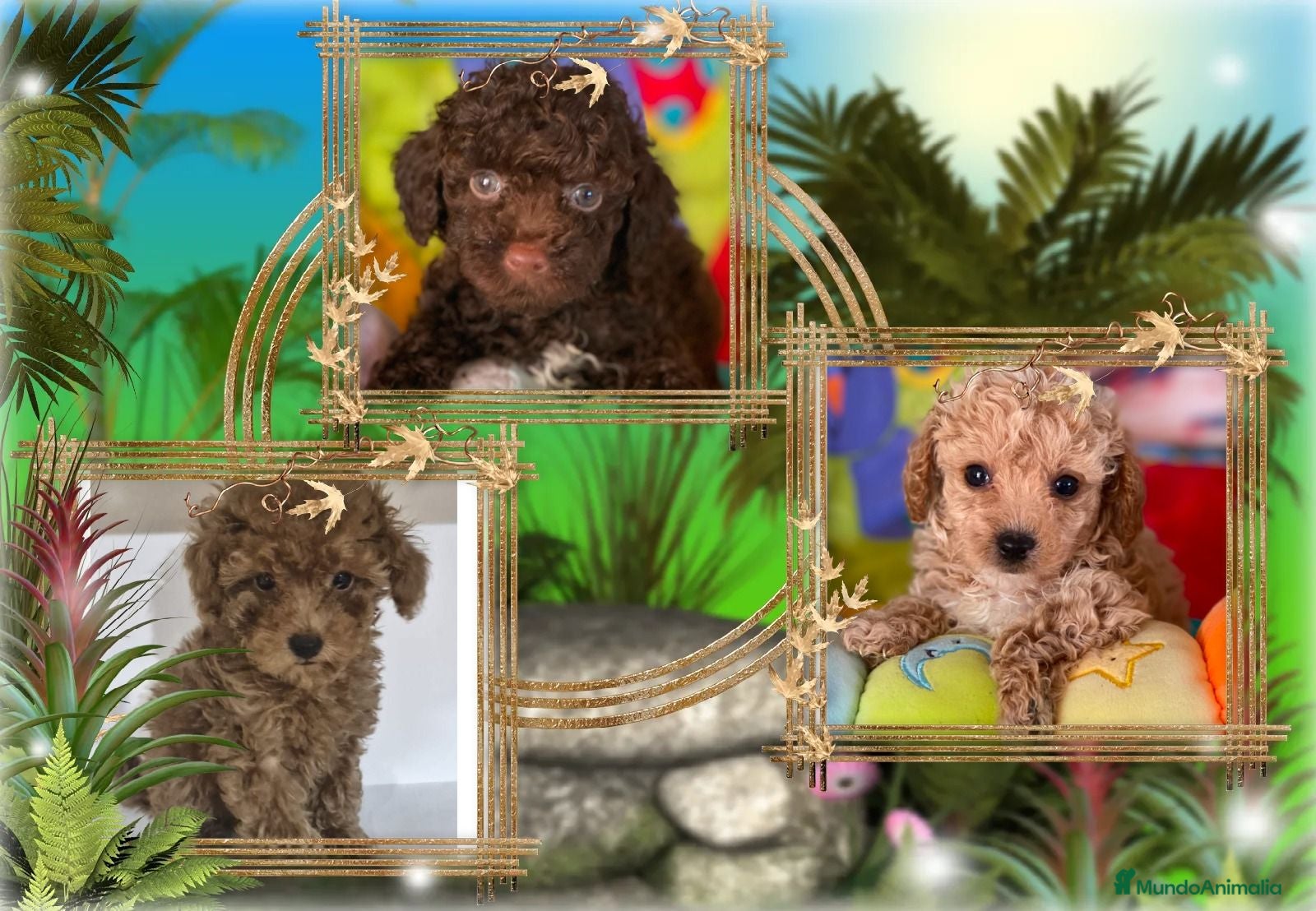Caniche Toy perros Oportunidad, caniche toy - Anuncio 3
