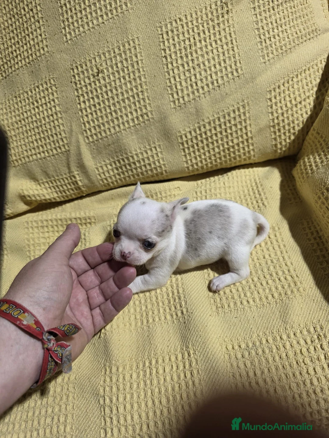 Chihuahua perros en venta: Hembra Chihuahua Toy merle🩷🔥 en Sevilla - Anuncio 2