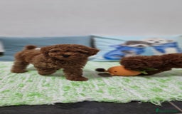 Caniche Toy perros en venta: Caniches toy ASIATICO 100% - Imagen 3