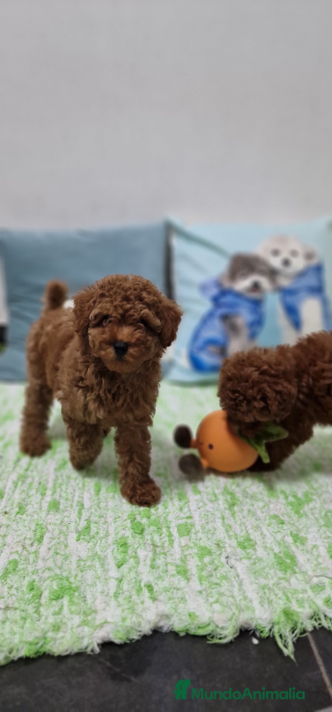 Caniche Toy perros en venta: Caniches toy ASIATICO 100% - Imagen 3