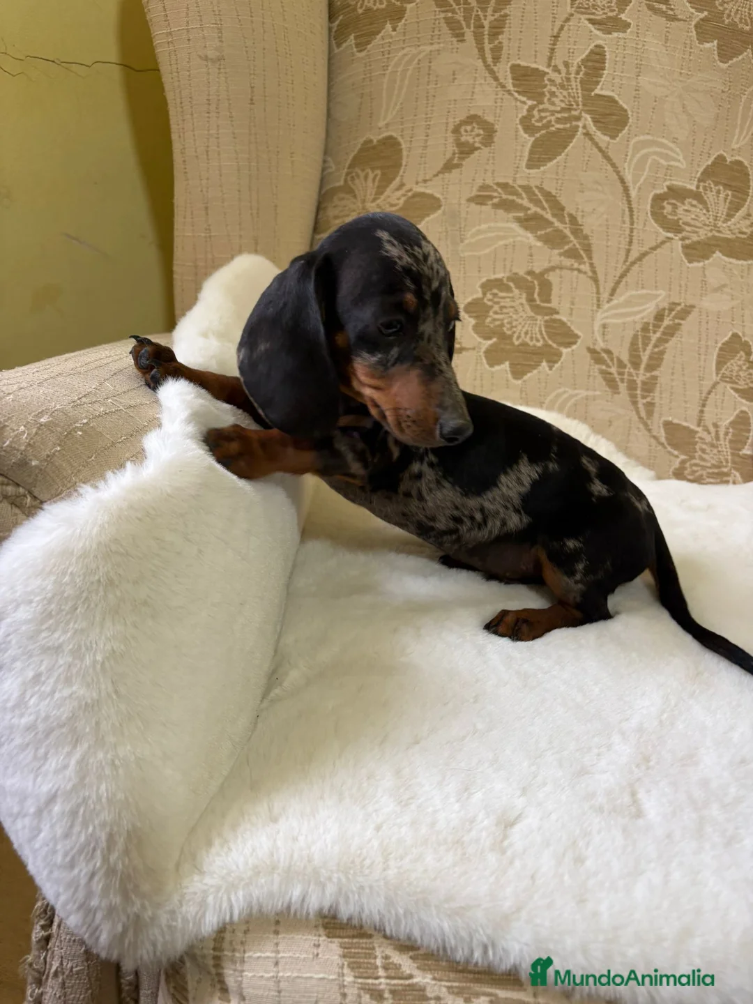 Teckel Miniatura perros en venta: Teckel miniatura varios colores  - Anuncio 36