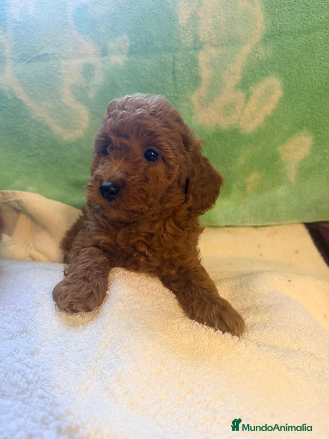 Caniche Toy perros en venta: Caniches toys exclusivos - Anuncio 2