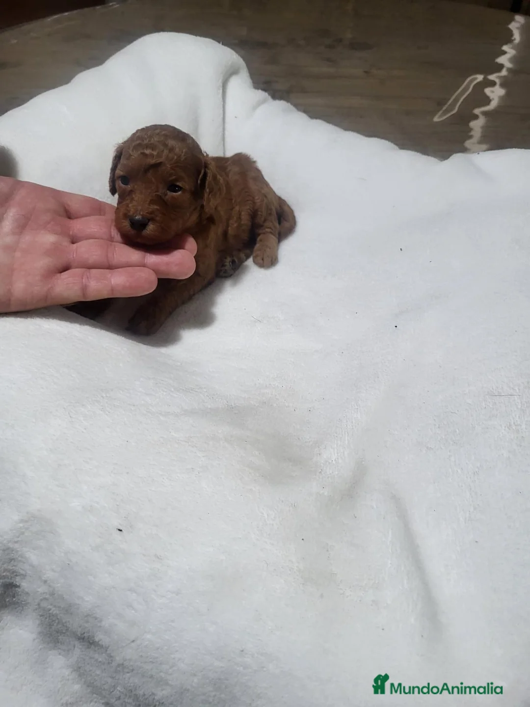 Raza Mixta perros en venta: Caniches - Anuncio 1
