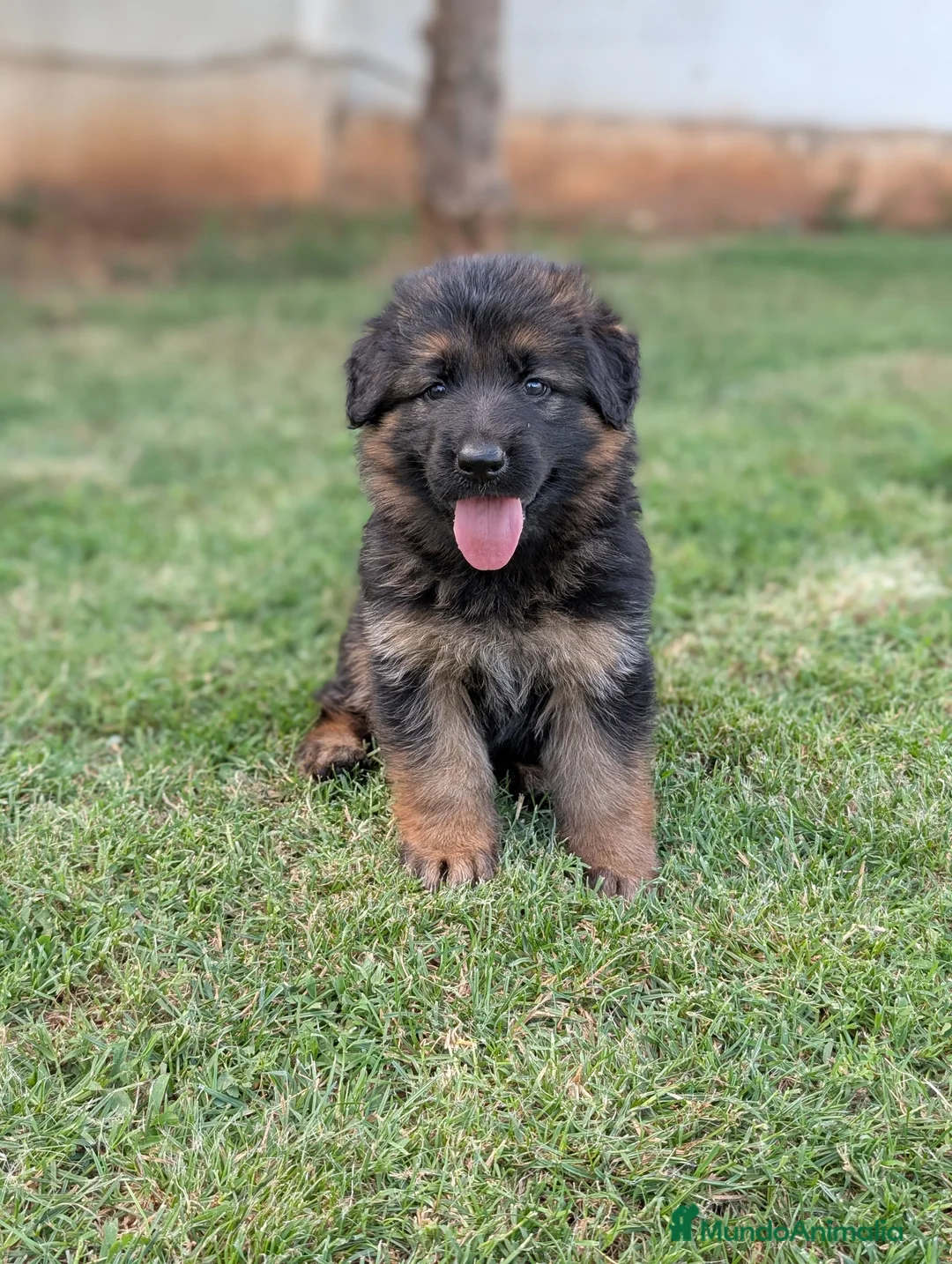 Pastor Alemán perros en venta: CAMADA DE PASTOR ALEMÁN  - Anuncio 1